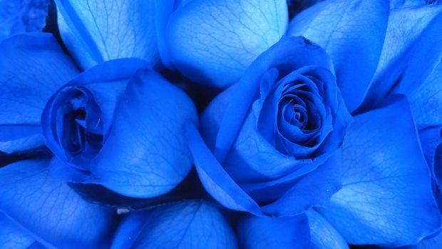 Best blue rose high definition wallpaper