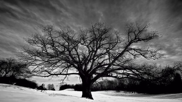 Big oak tree black and white wallpaper HD.