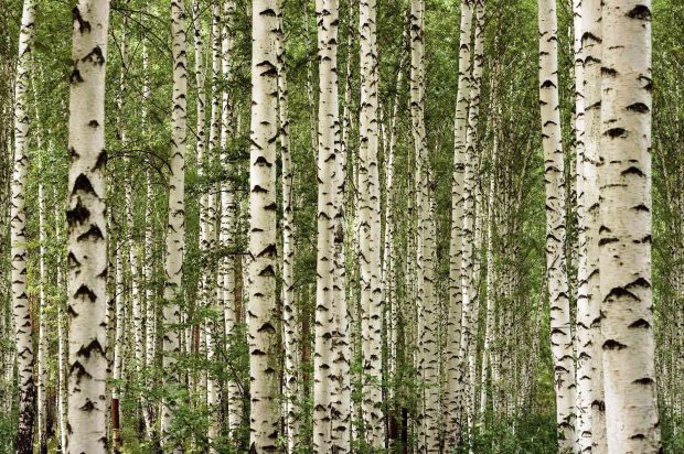 Birch tree wallpaper for walls.