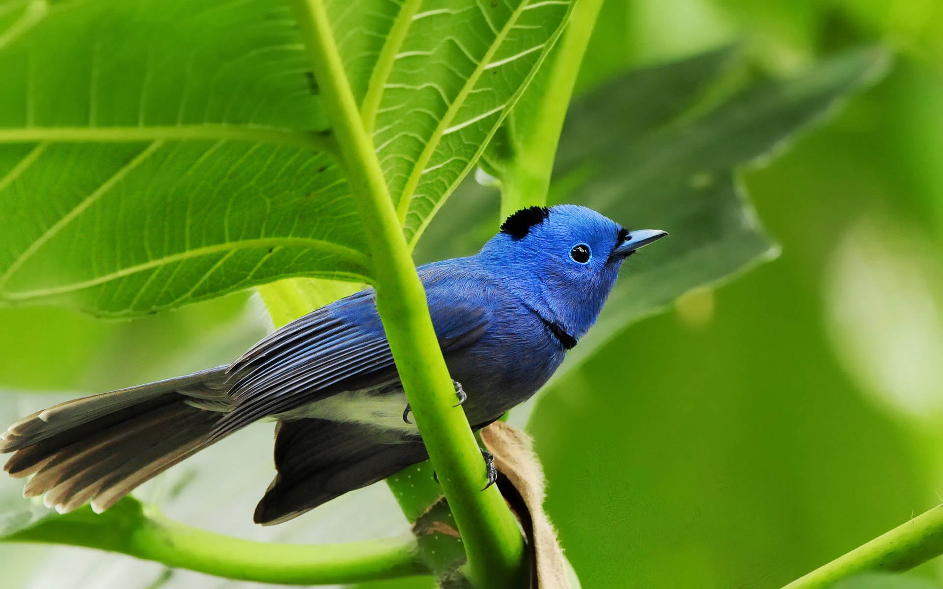 Bird Wallpapers HD | PixelsTalk.Net