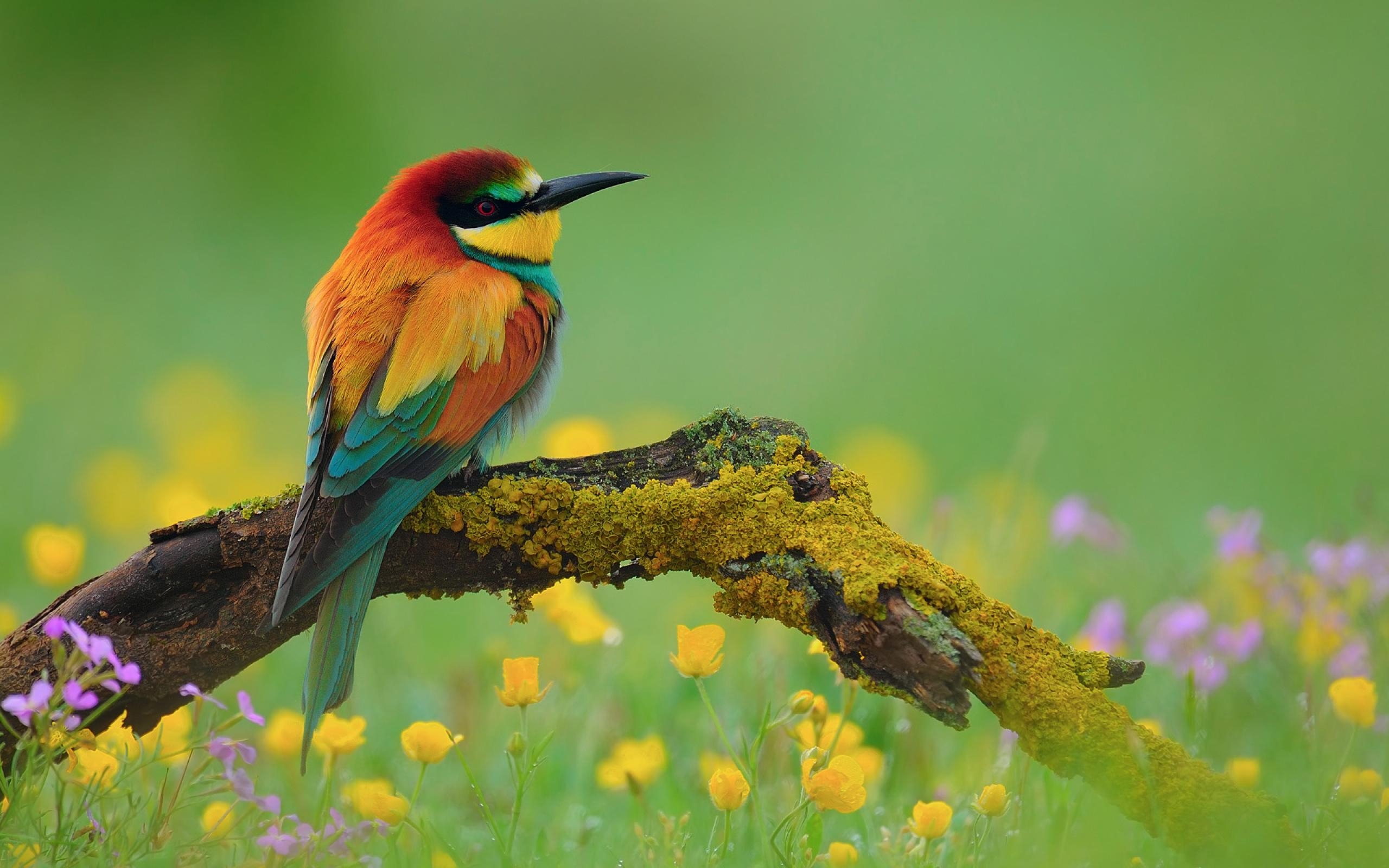 HD wallpaper blue and green peacock bird nature animal cute beautiful   Wallpaper Flare