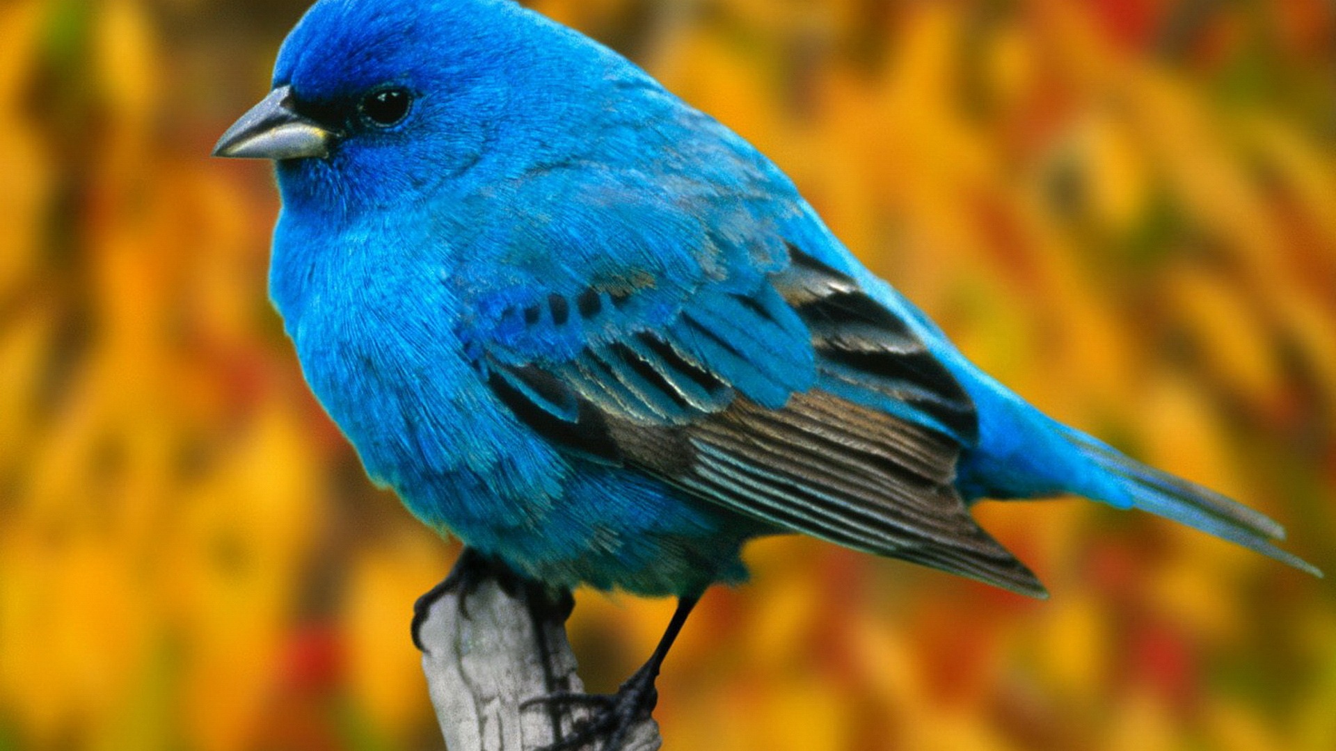 Beautiful Birds Android Mobile Hd Wallpapers Hd  Imágenes españoles