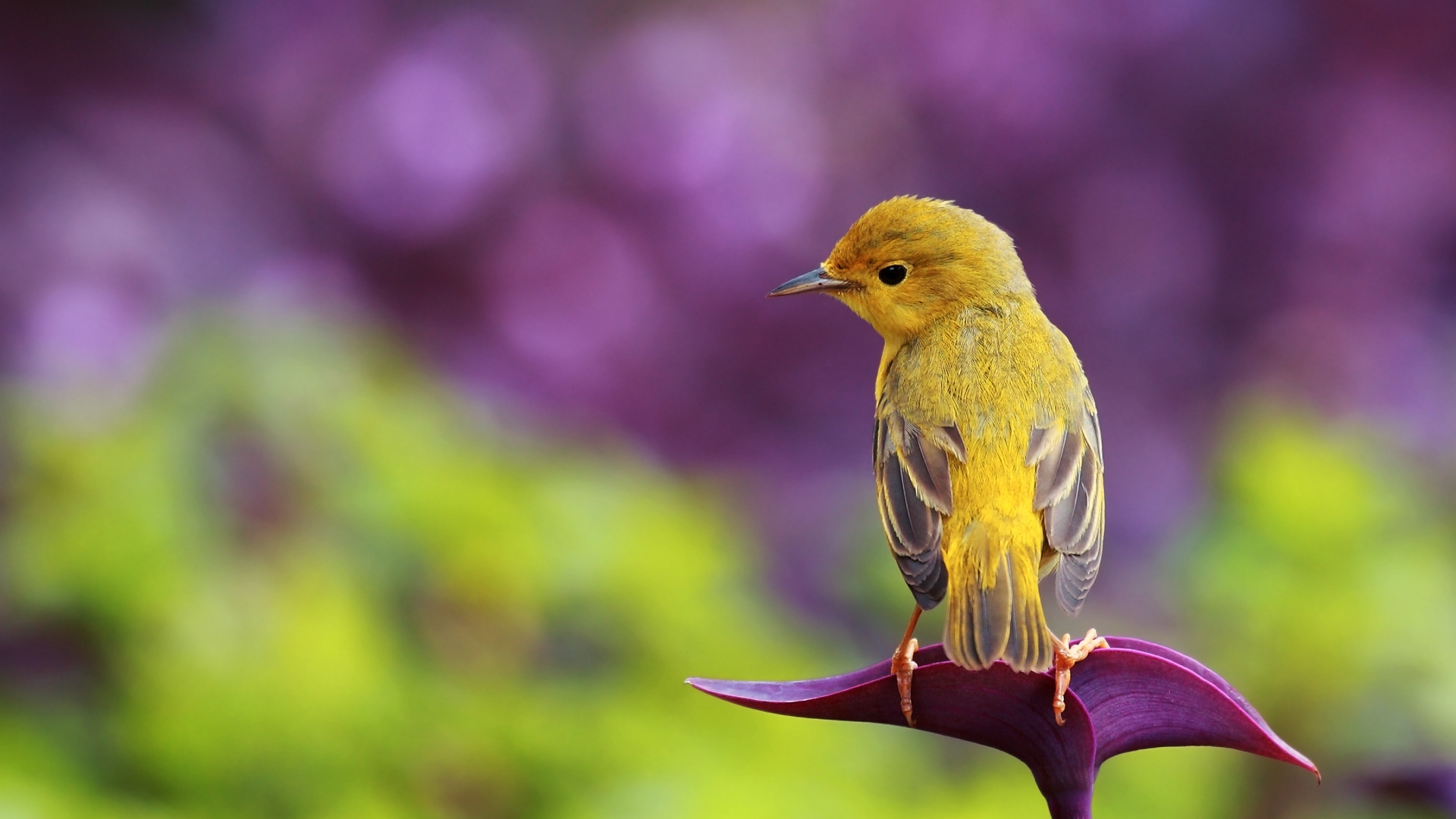 Bird Wallpapers HD 