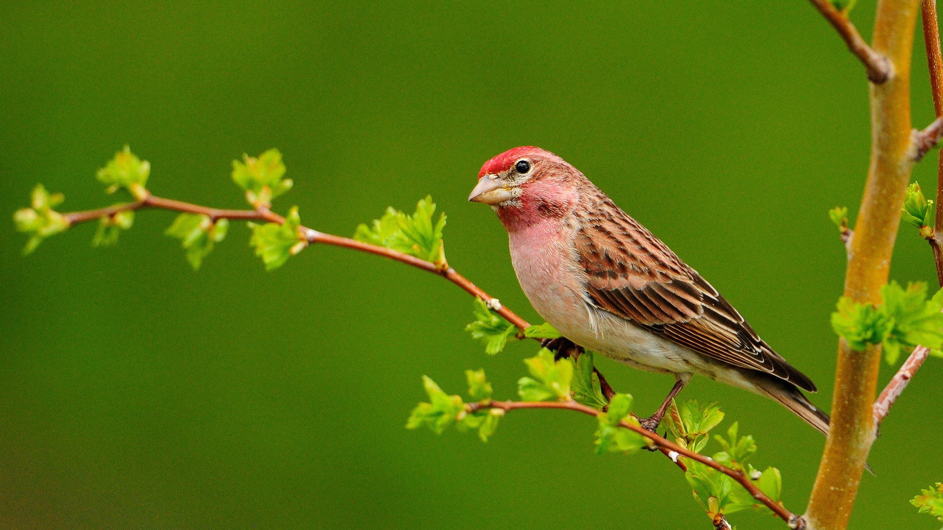 Bird Wallpapers HD PixelsTalkNet