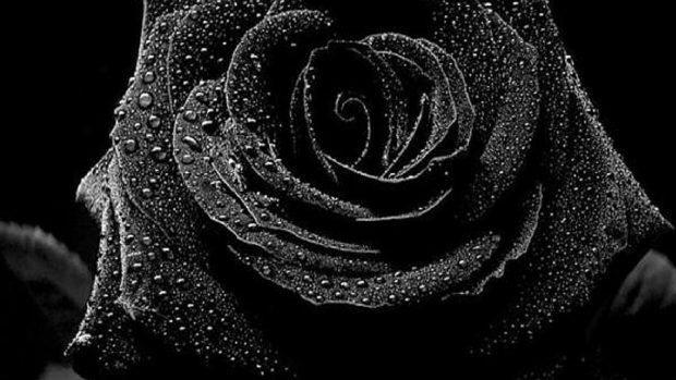 Black Rose HD Wallpapers.