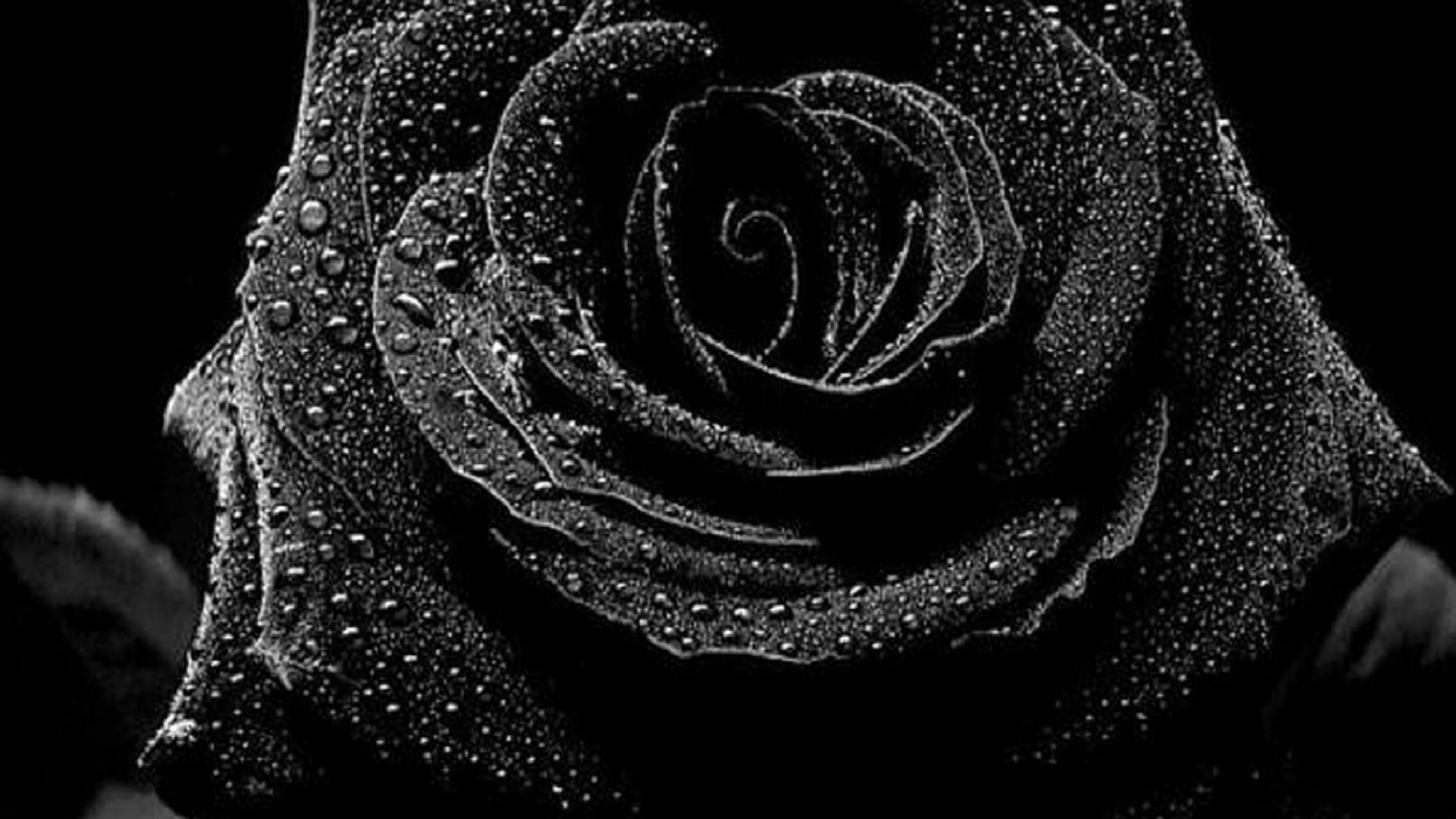 Black Rose Wallpaper HD | PixelsTalk.Net