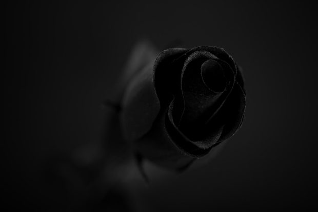 Black Rose Wallpaper HD