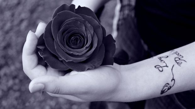 Black Rose in Girls Hand HD Wallpapers.