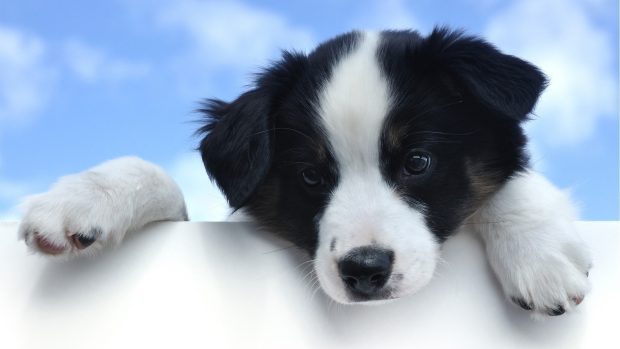 Black White Puppies Dog Wallpaper HD.