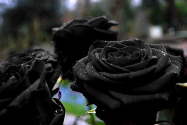 Black rose wallpaper HD.