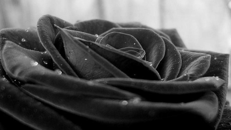 Black Rose Wallpaper HD - PixelsTalk.Net