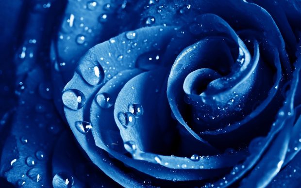 Blue Rose Desktop Wallpapers.