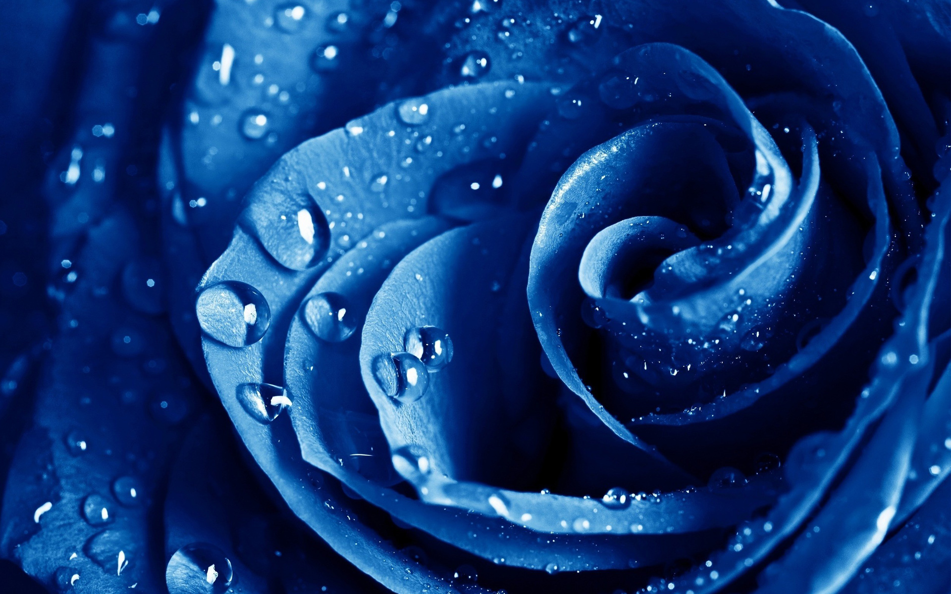 Blue Rose Wallpaper HD | PixelsTalk.Net