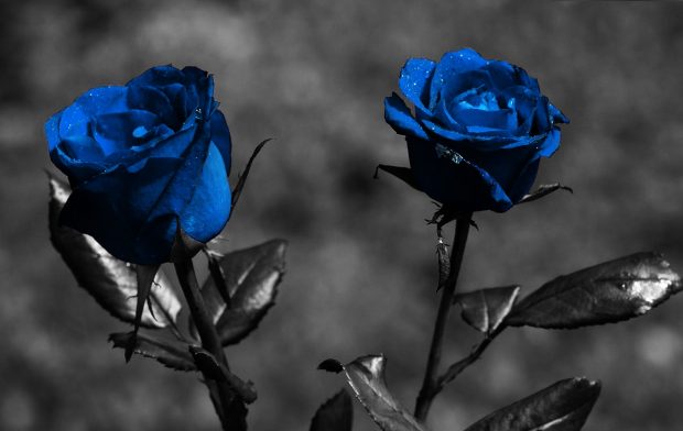 Blue Rose Wallpaper Background HD.