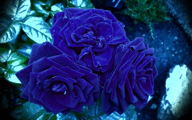 Blue Rose Wallpaper Free Download.