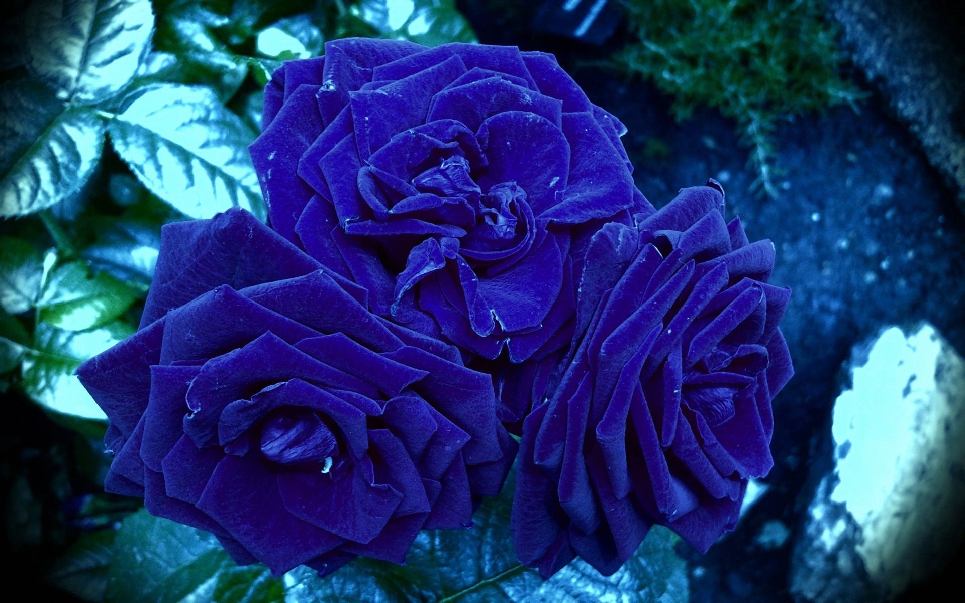 Blue Rose Wallpaper HD 