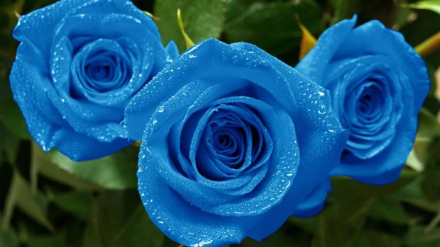 Blue flower rose backgrounds wallpaper hd resolution.