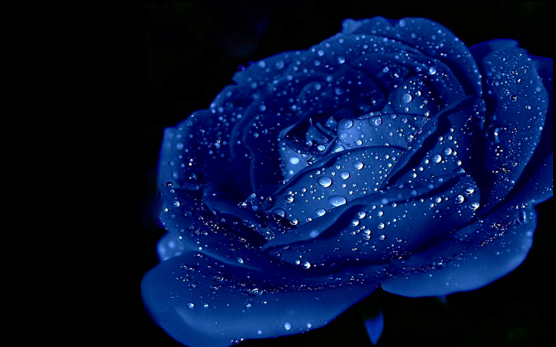 Blue Rose Wallpaper HD | PixelsTalk.Net