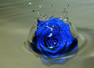 Blue rose splash wallpapers HD.