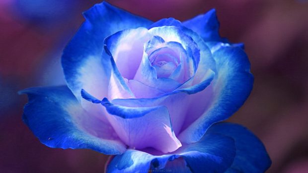 Blue rose wallpaper HD.