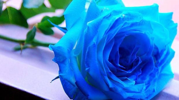 Blue rose wallpaper HD backgrounds.