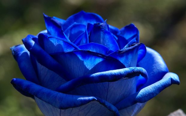 Blue rose wallpaper HD download free.