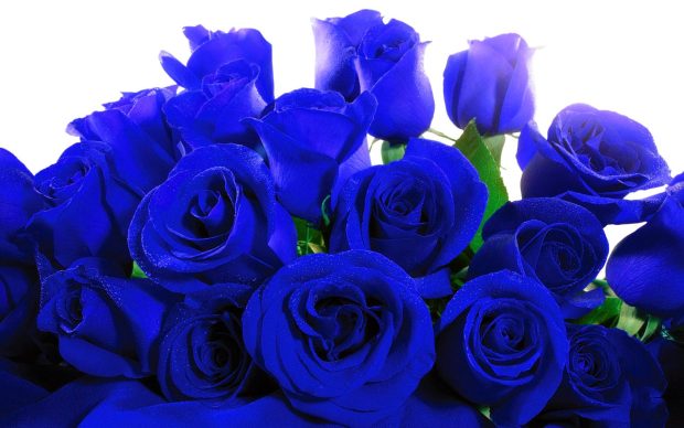 Blue roses wallpaper desktop.