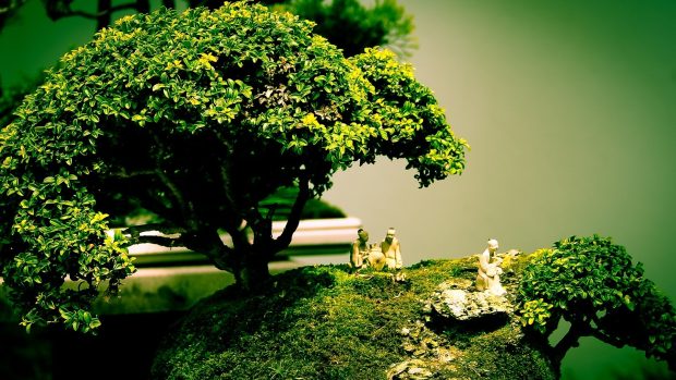 Bonsai tree art wallpaper HD.