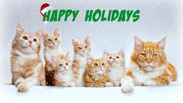 Cats happy holidays katz family xmas cats animals greetings free desktop wallpaper.