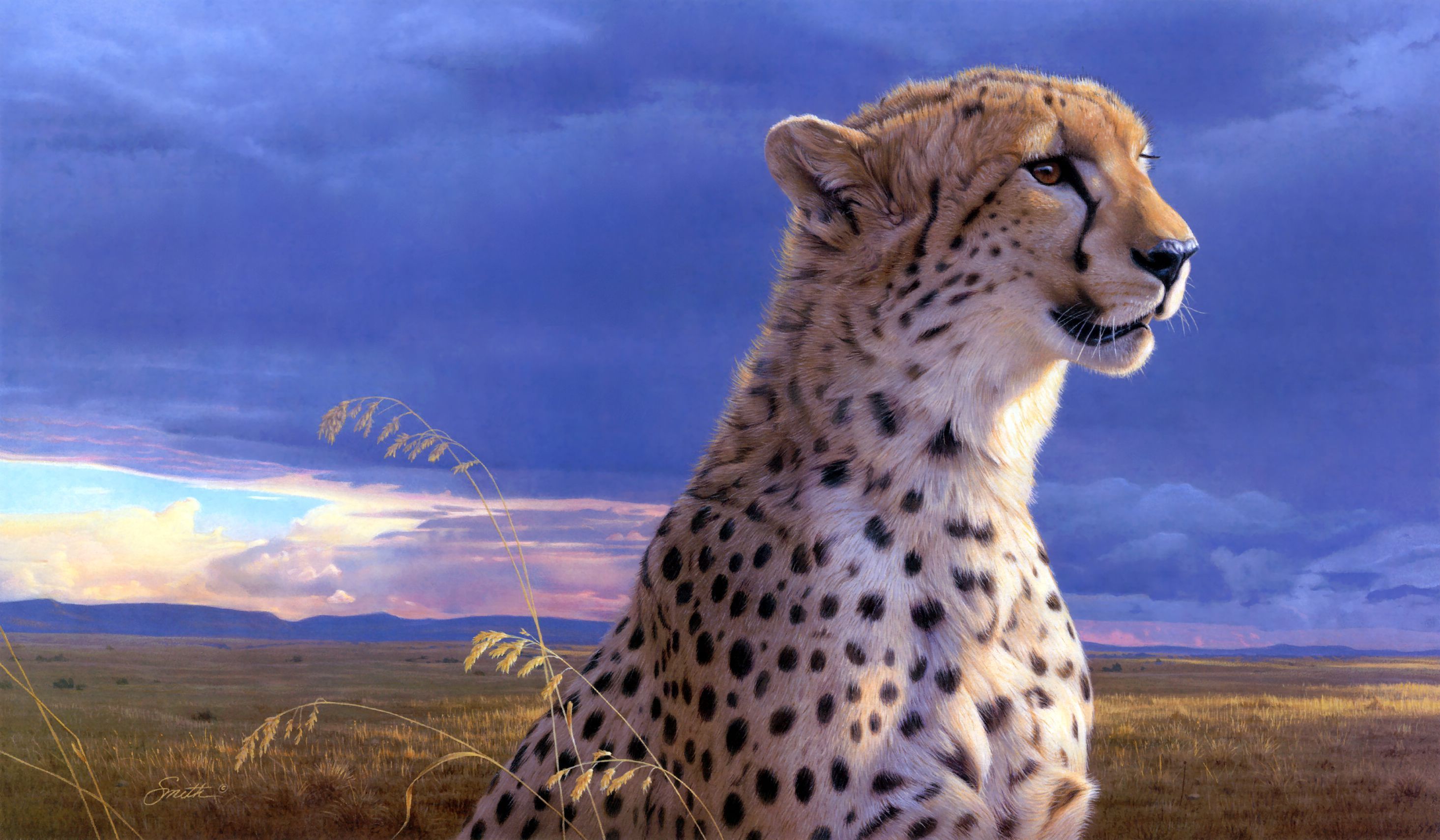 Cheetah Download Desktop Wallpaper.