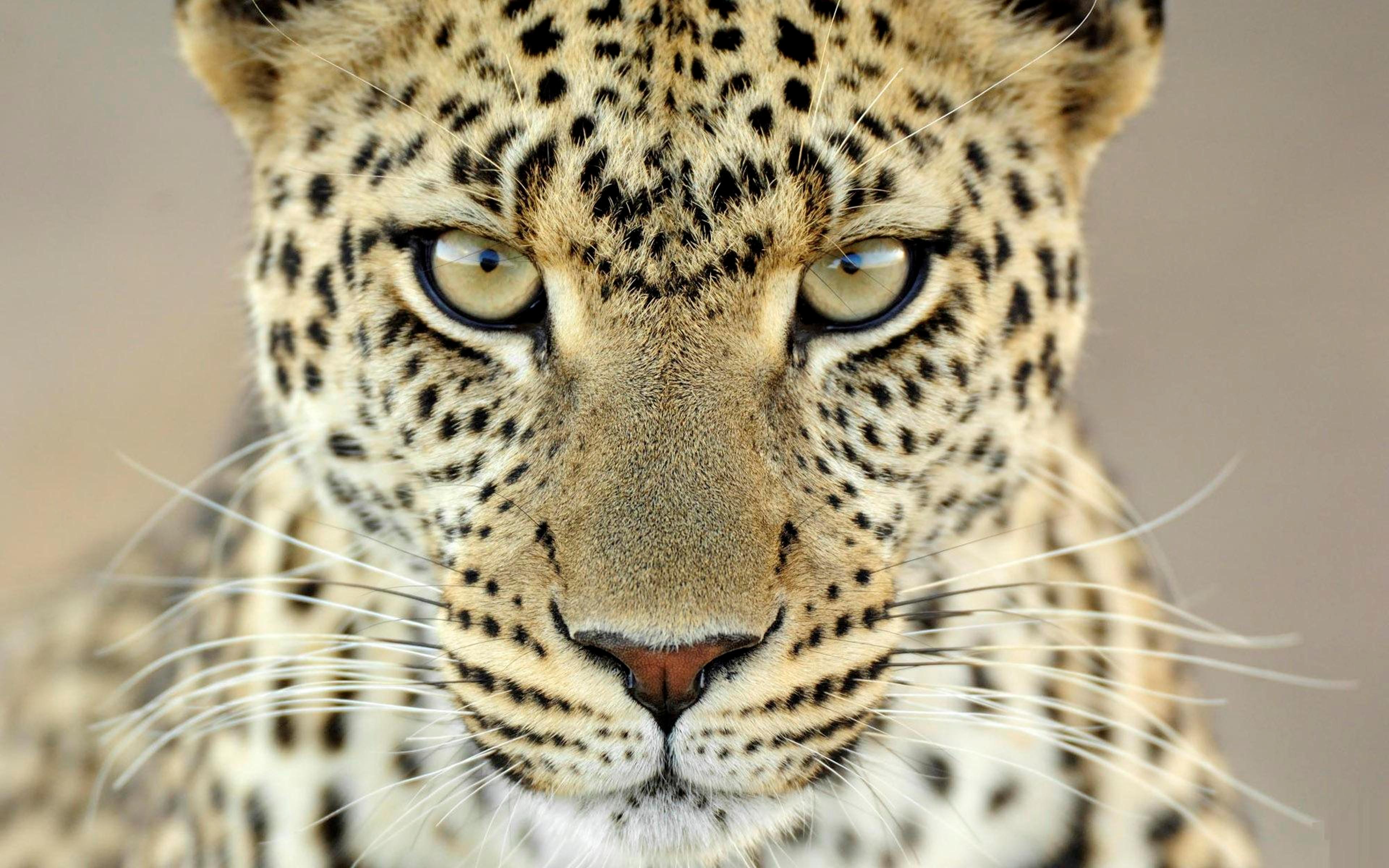 Cheetah animal wallpapers HD.