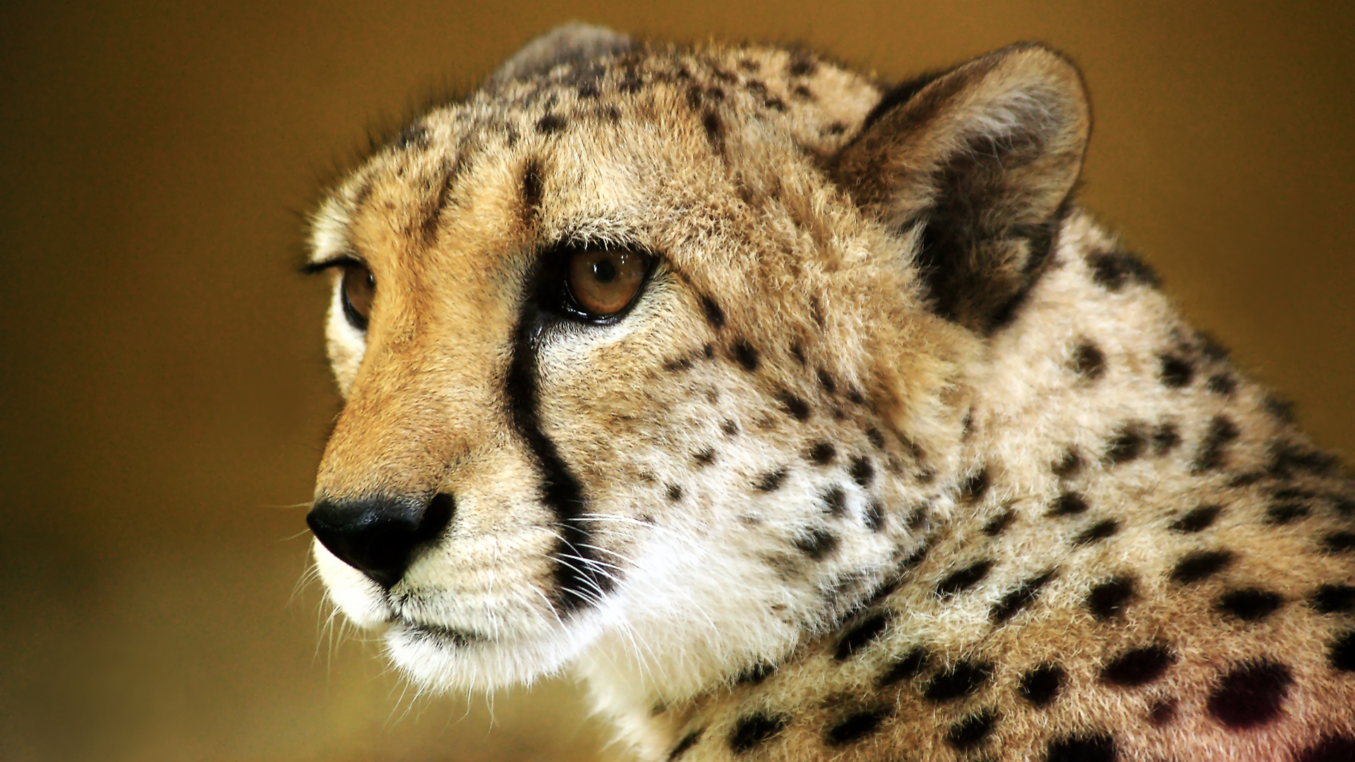 Cheetah Wallpapers HD 