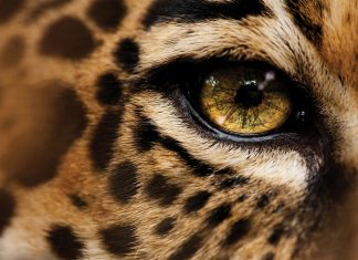 Cheetah wallpapers HD pics photos download.