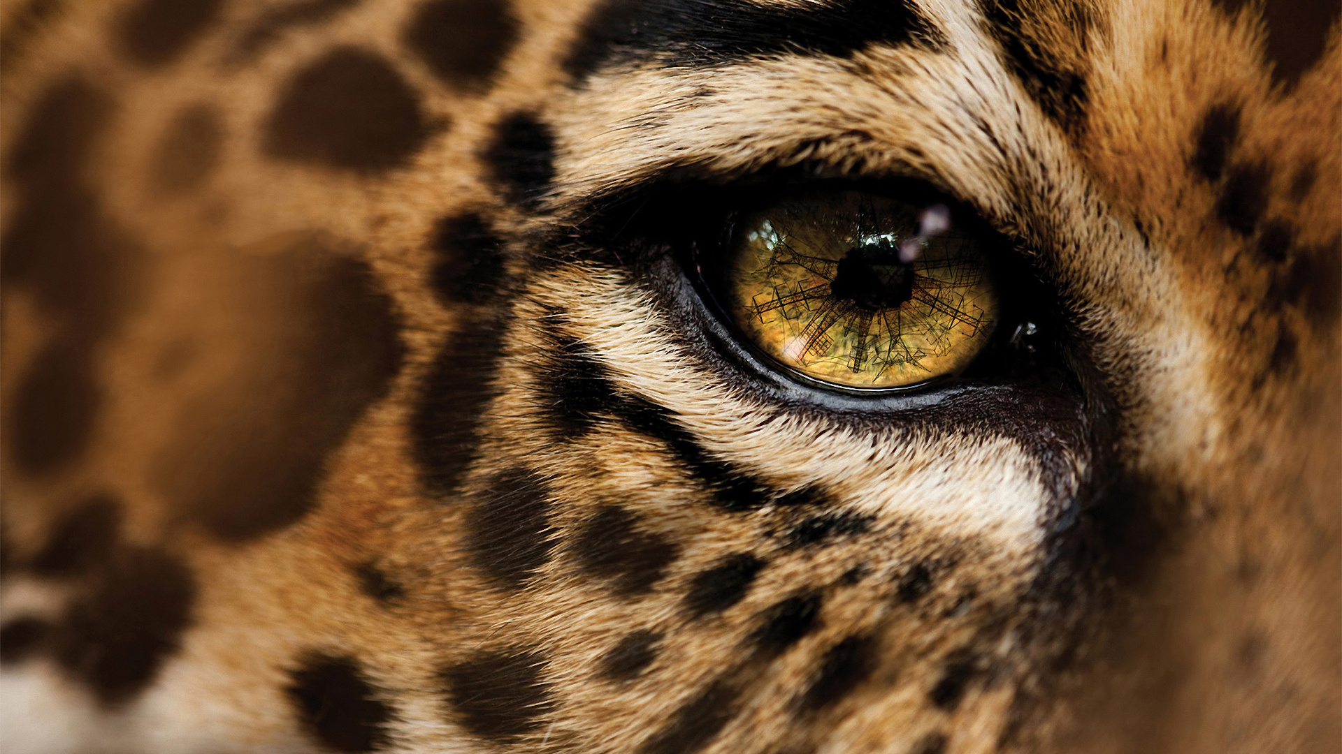 Cheetah HD Wallpaper  KDE Store