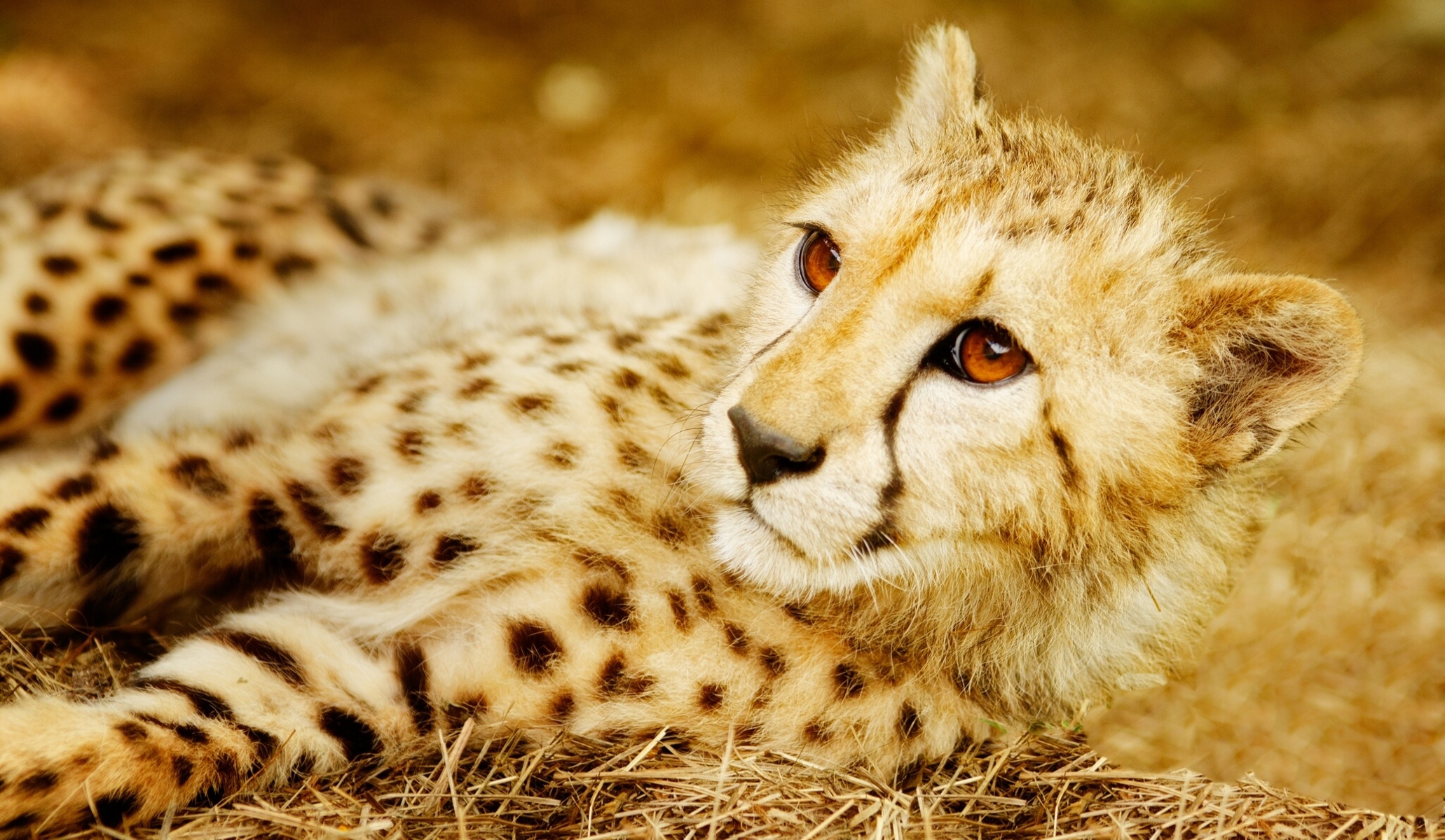 Download Neon Animals Gleaming Yellow Cheetah Wallpaper  Wallpaperscom