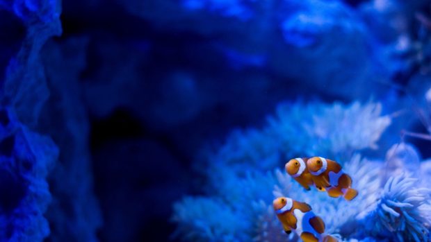 Clown Fish Aquarium Wallpapers HD.