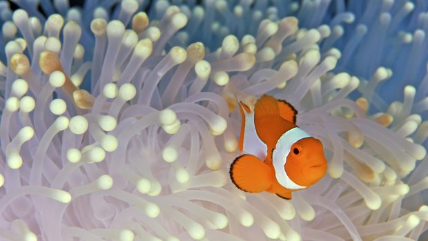 Clown Fish Desktop Wallpapers.