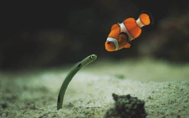 Clown fish nemo wallpaper HD.