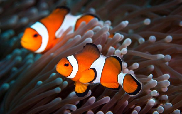 Clown fish wallpapers HD.