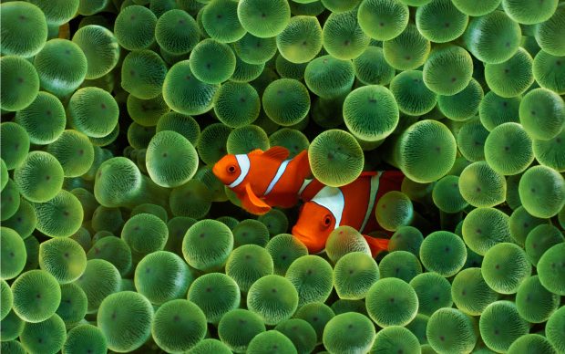 Clown fish wallpapers HD free download.