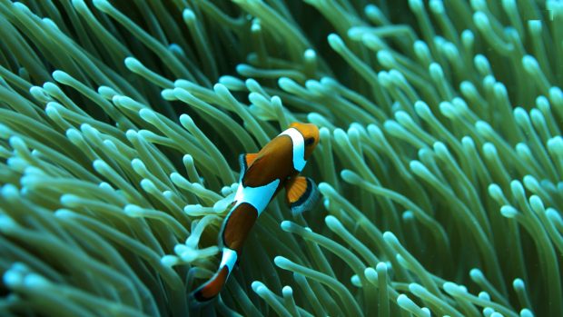 Clown fish wallpapers HD pictures download.