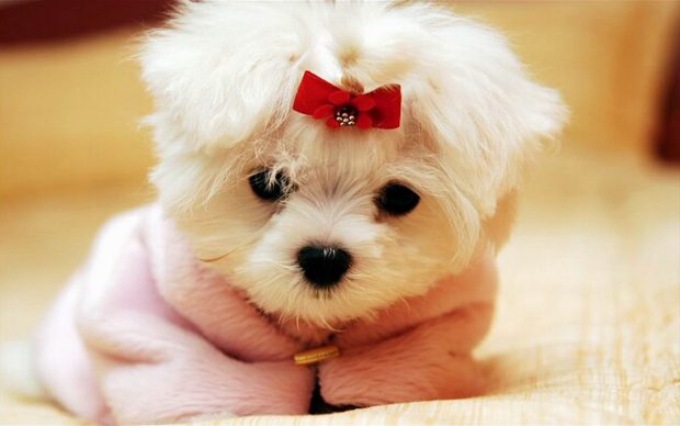 Cute Dog Wallpaper HD backgrounds.