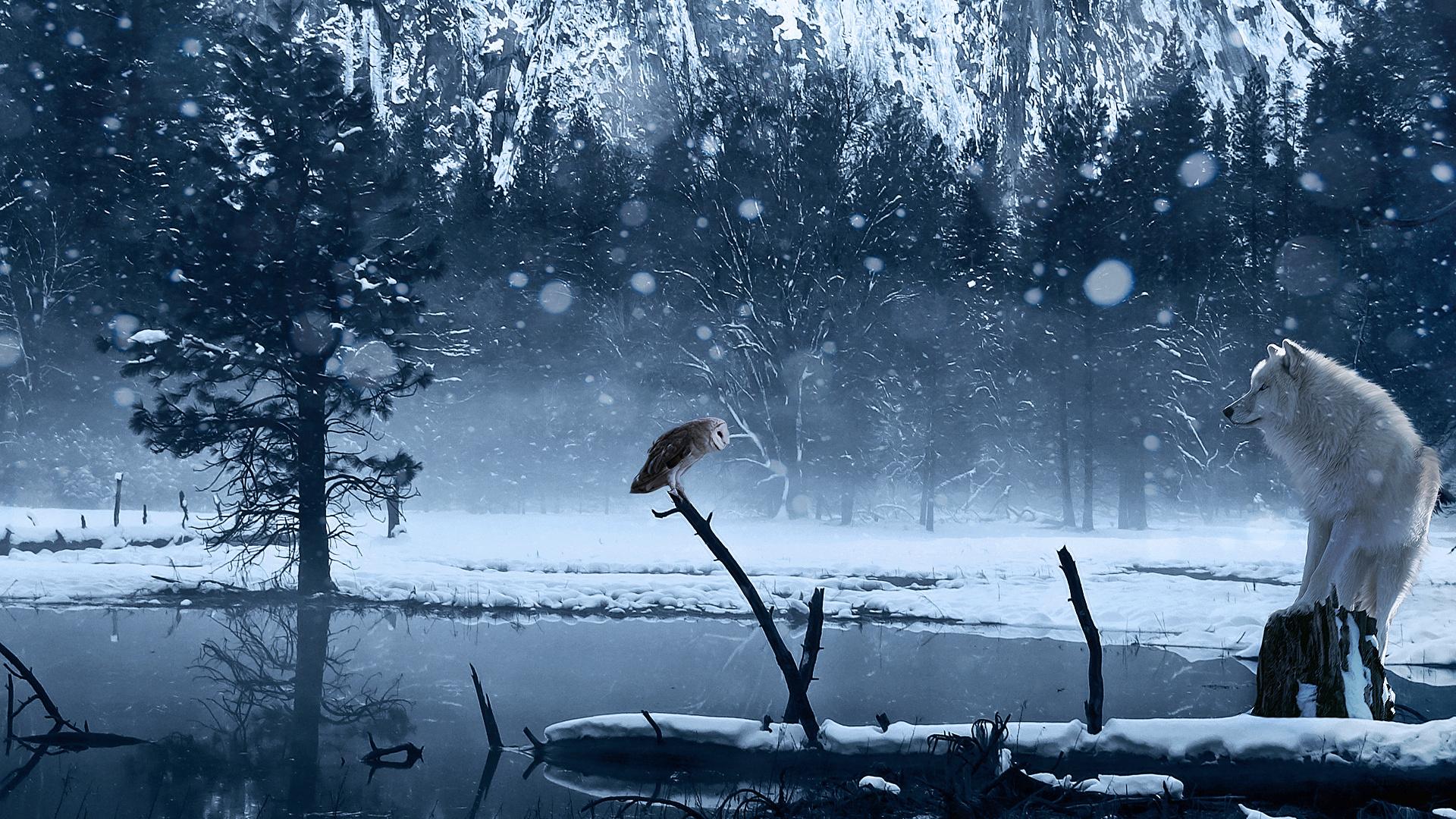 Dark owl wallpapers HD the wolf the.
