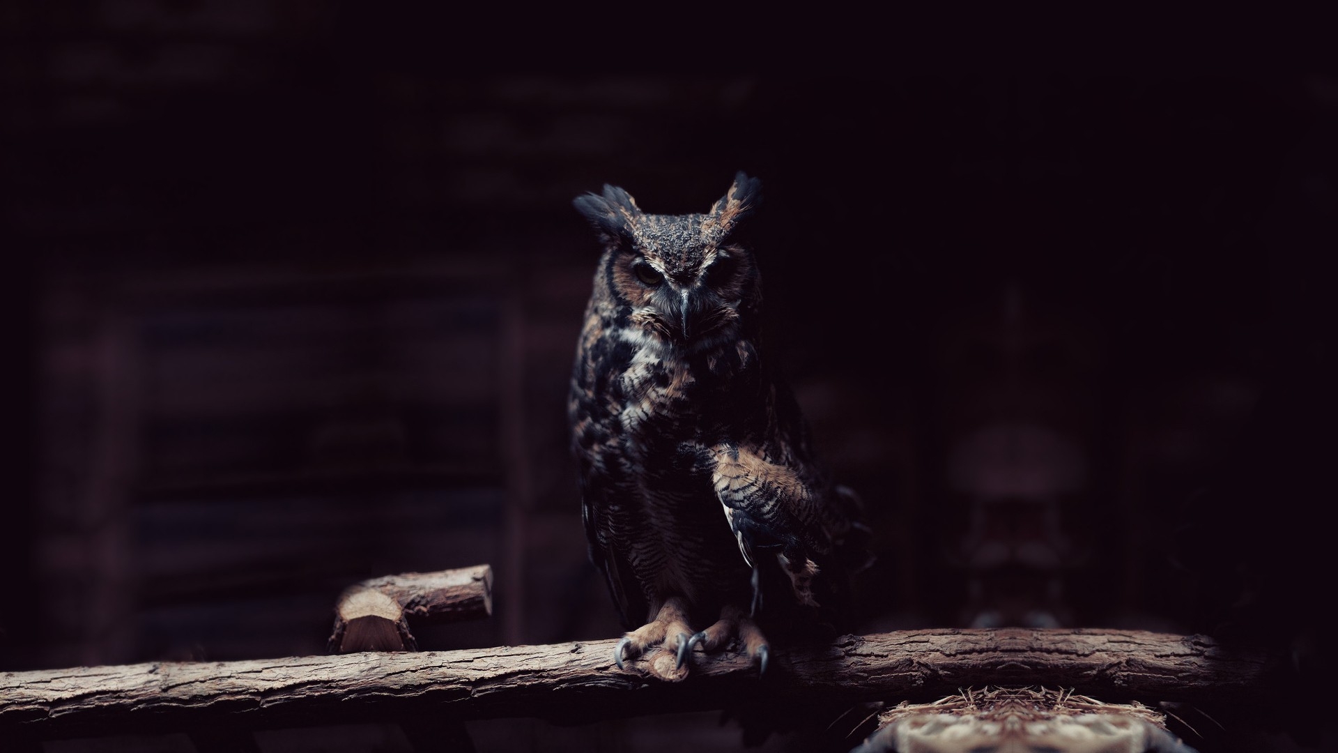 Dark owl wallpapers HD.