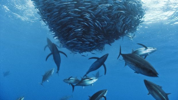 Deep Ocean Fish Wallpaper HD.