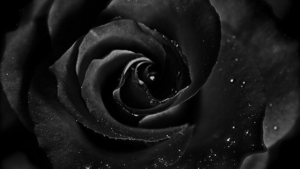 Deep dark rose wallpapers HD.
