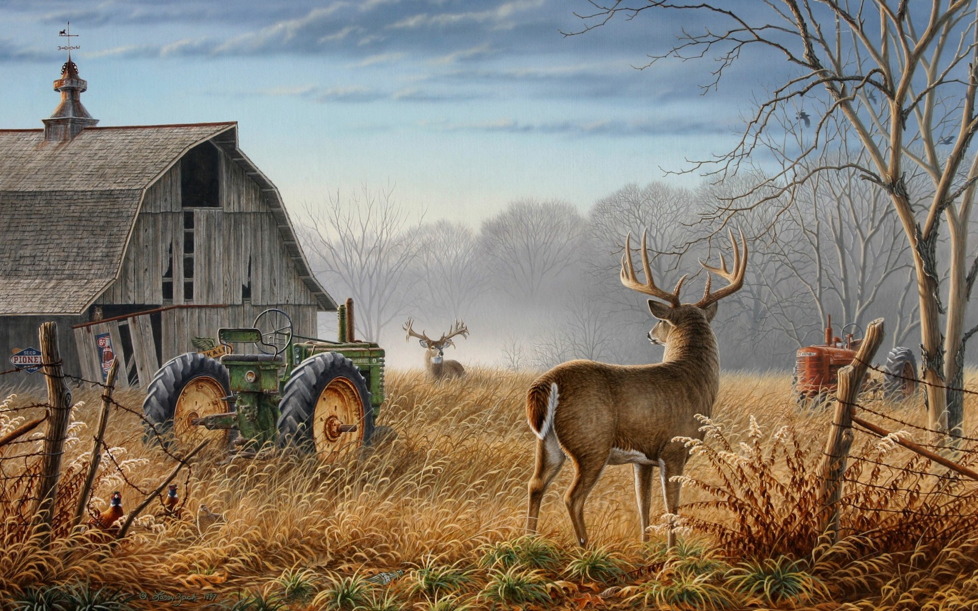 Deer buck wallpaper HD backgrounds.