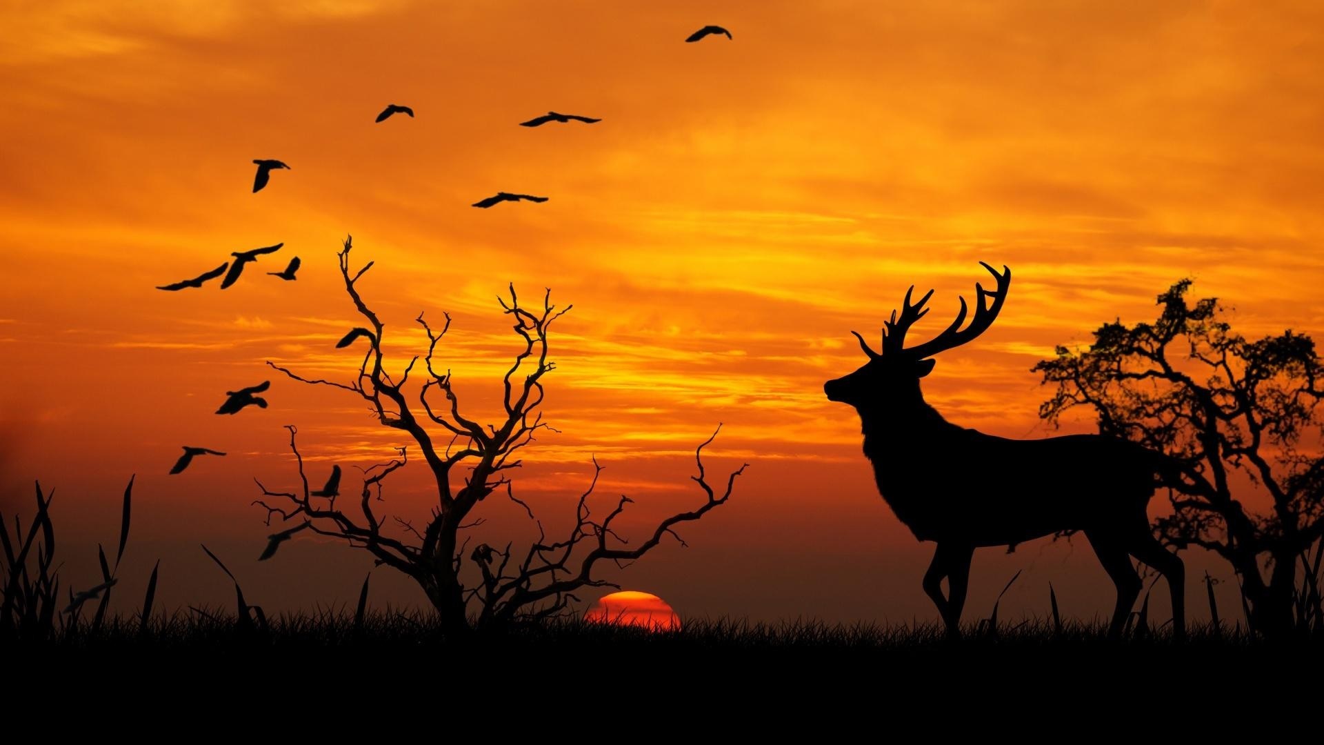 Free Download Deer Backgrounds - PixelsTalk.Net