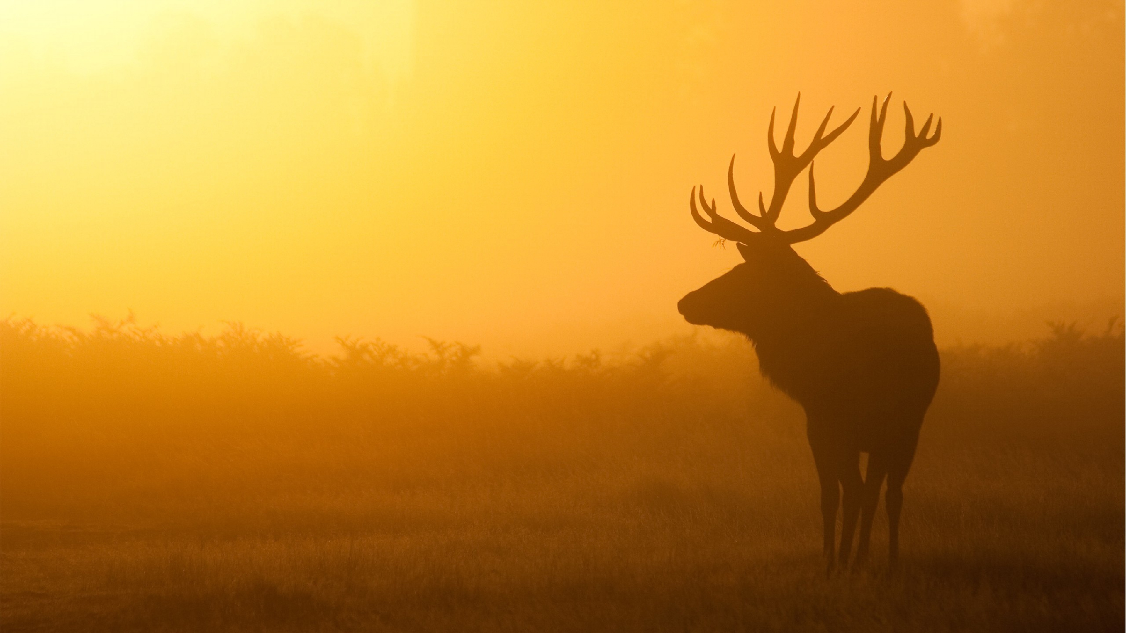 Deer sunrise mist shadow backgrounds 3840x2160.