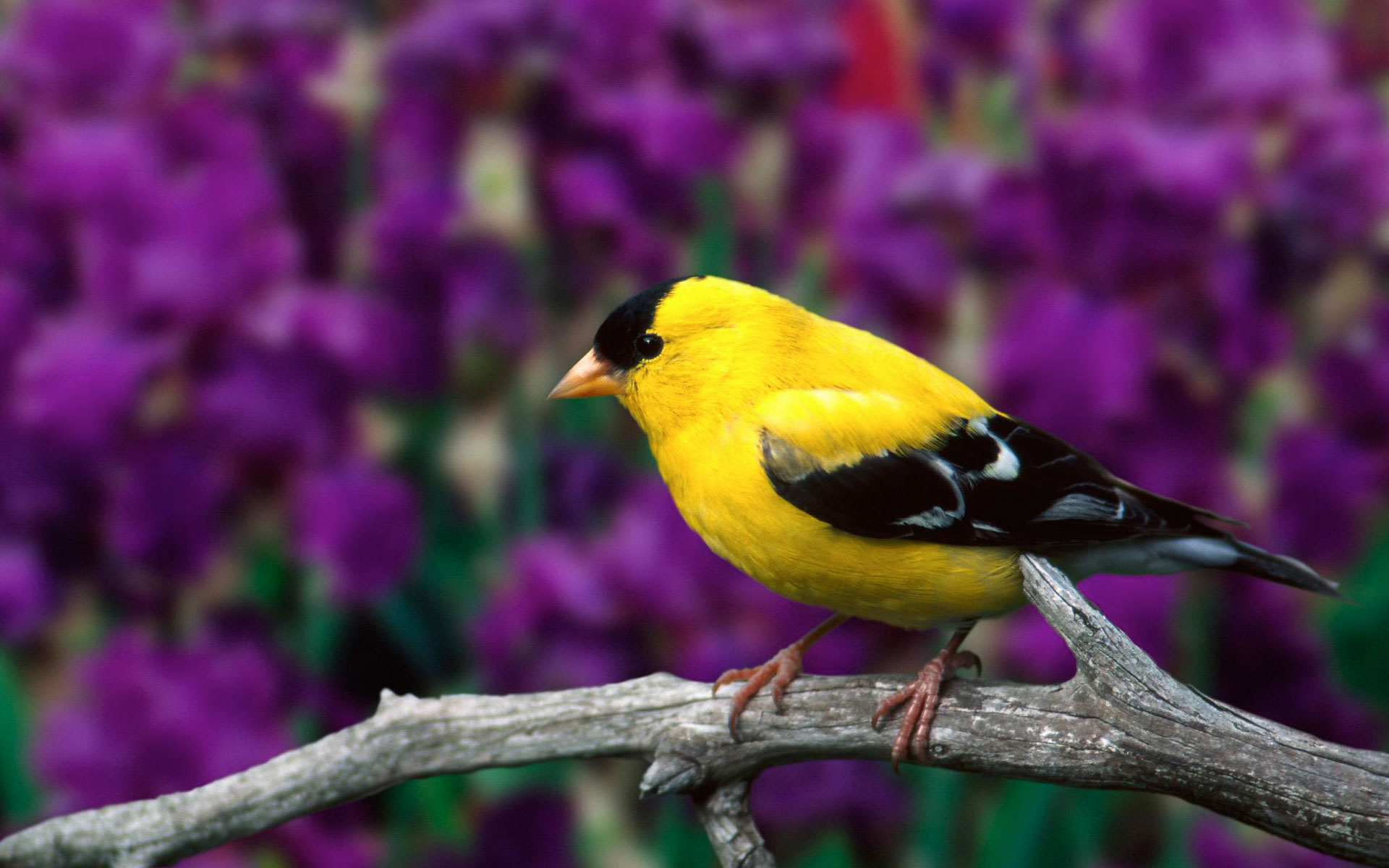  Bird  Wallpapers  HD  PixelsTalk Net